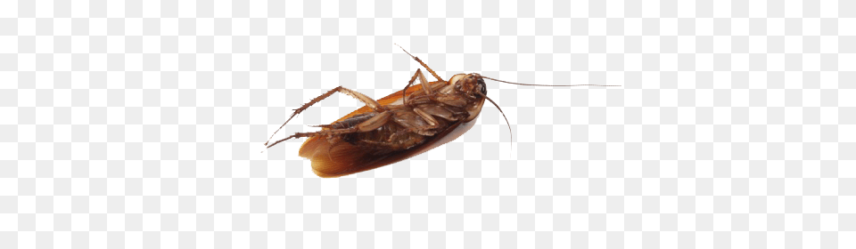 Roach, Animal, Cockroach, Insect, Invertebrate Free Png Download