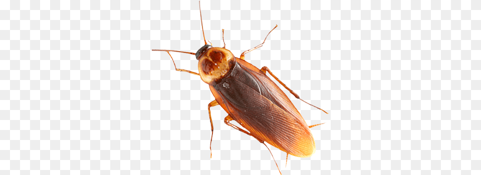 Roach, Animal, Insect, Invertebrate, Cockroach Png