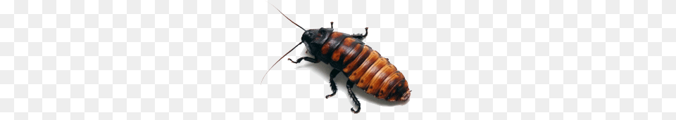 Roach, Animal, Insect, Invertebrate, Cockroach Free Transparent Png