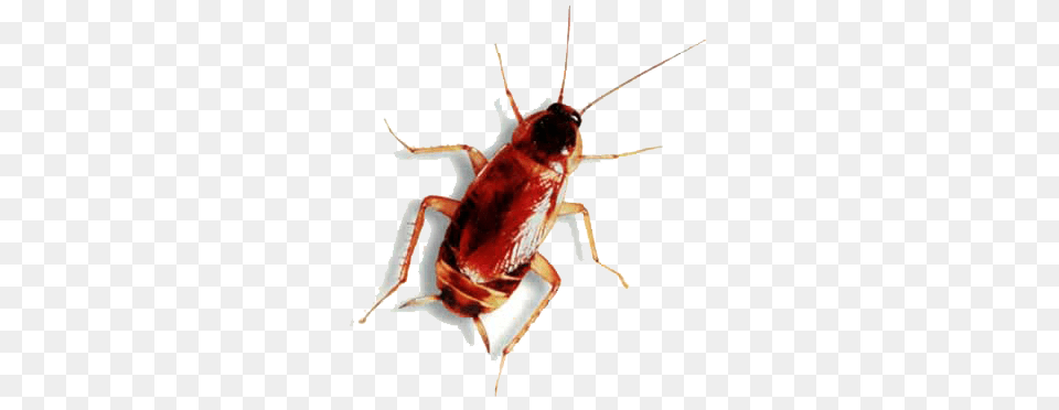 Roach, Animal, Insect, Invertebrate, Cockroach Free Png