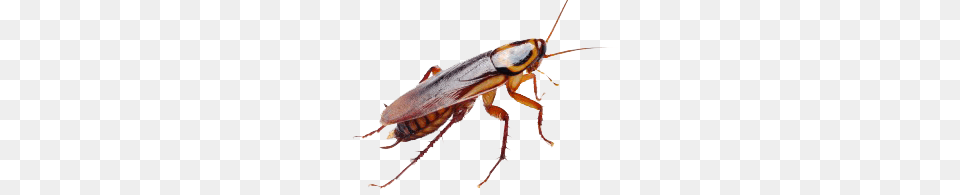 Roach, Animal, Insect, Invertebrate, Cockroach Png