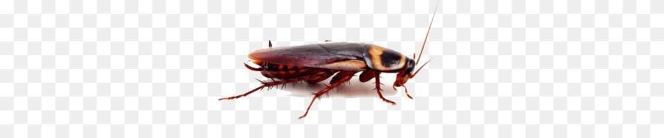 Roach, Animal, Cockroach, Insect, Invertebrate Free Transparent Png