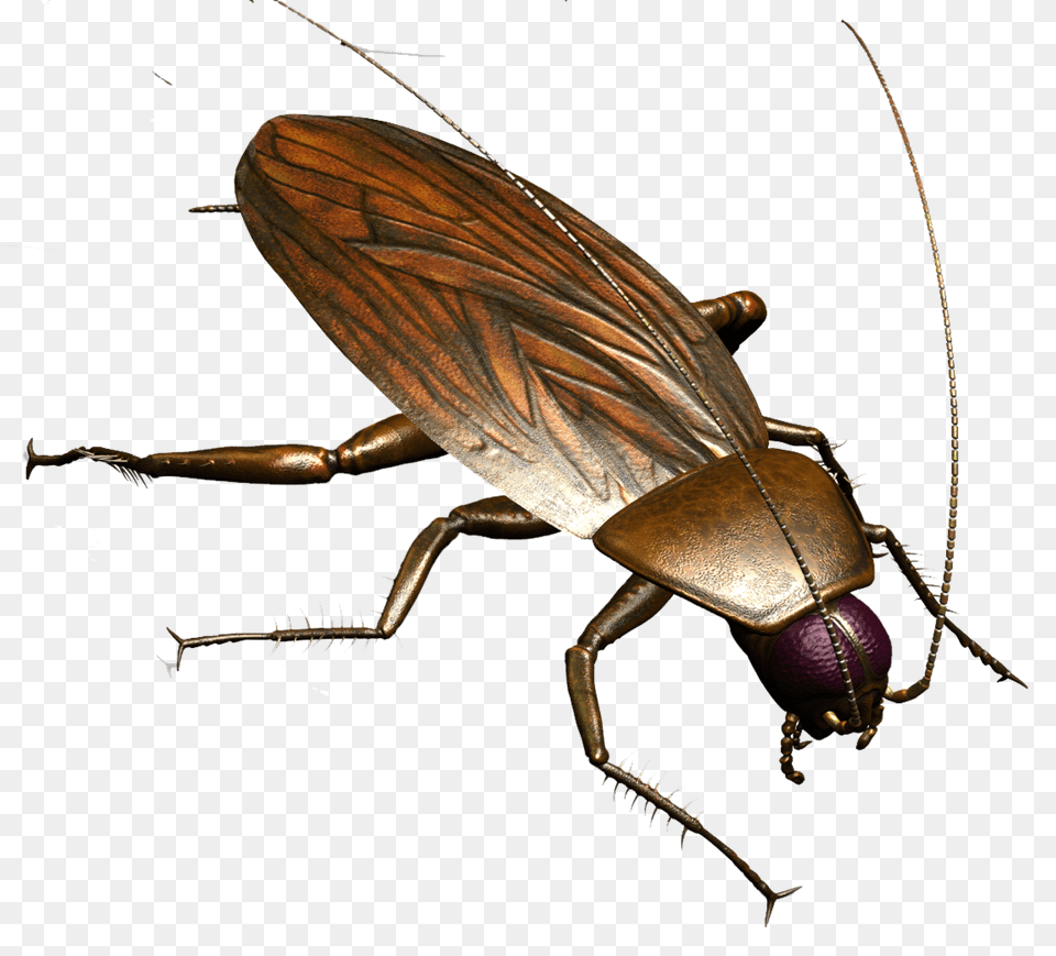 Roach, Animal, Cockroach, Insect, Invertebrate Png Image