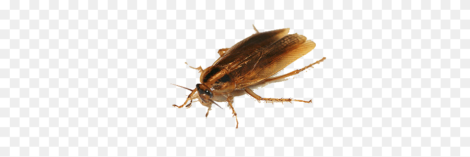 Roach, Animal, Insect, Invertebrate, Cockroach Png