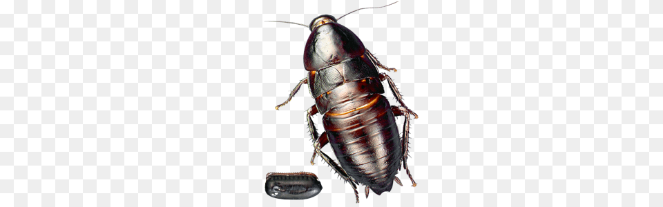 Roach, Animal, Insect, Invertebrate, Cockroach Png Image