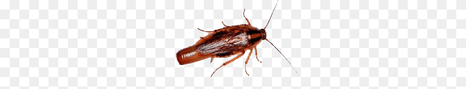 Roach, Animal, Cockroach, Insect, Invertebrate Free Png