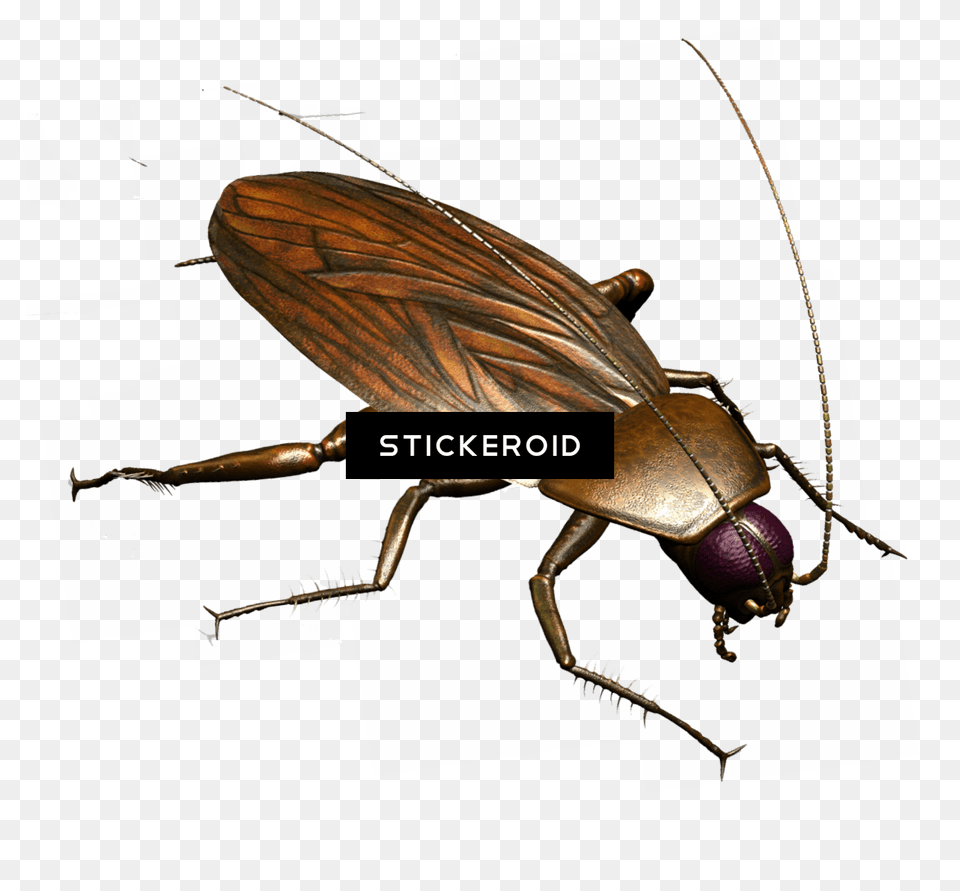 Roach, Animal, Insect, Invertebrate, Cockroach Png Image