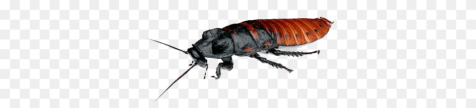 Roach, Animal, Cockroach, Fish, Insect Free Png