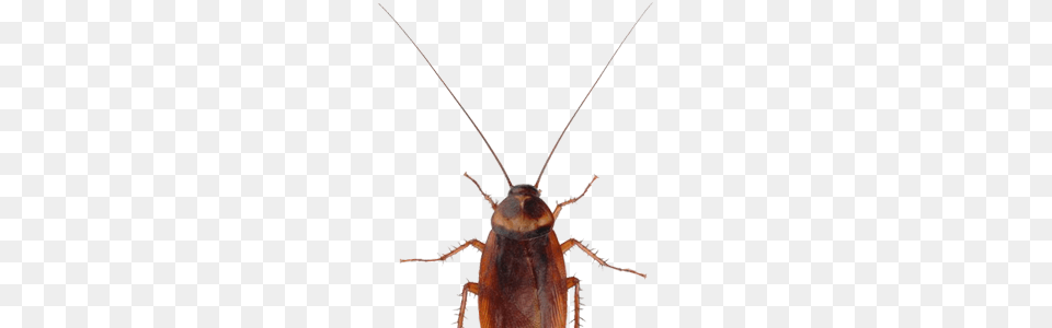 Roach, Animal, Cockroach, Insect, Invertebrate Free Png