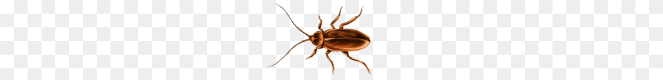 Roach, Animal, Bow, Weapon, Cockroach Free Transparent Png
