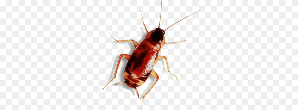 Roach Animal Has Six Legs, Insect, Invertebrate, Cockroach Free Png