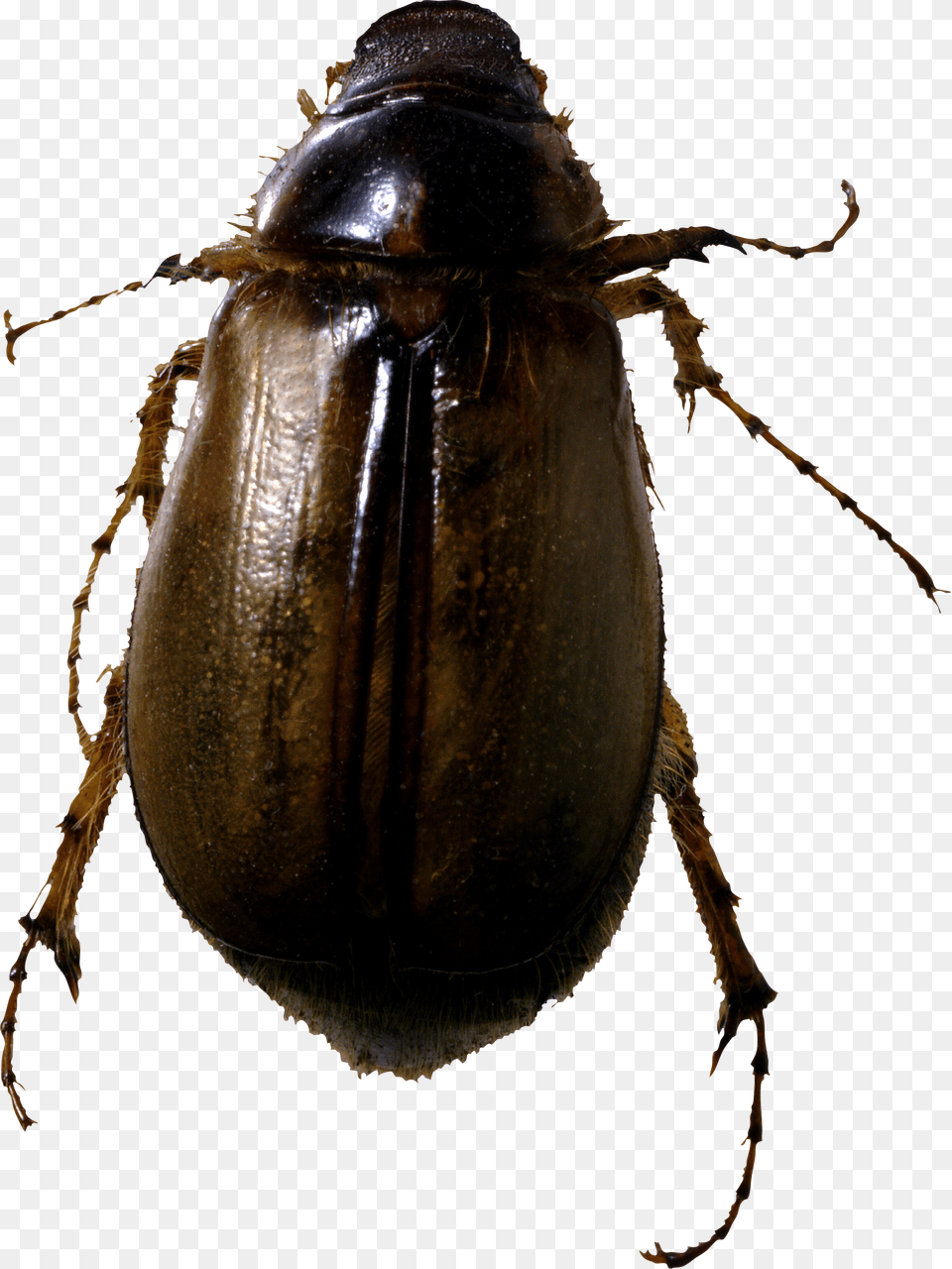Roach Bug Image Bug, Animal, Insect, Invertebrate, Dung Beetle Free Png Download