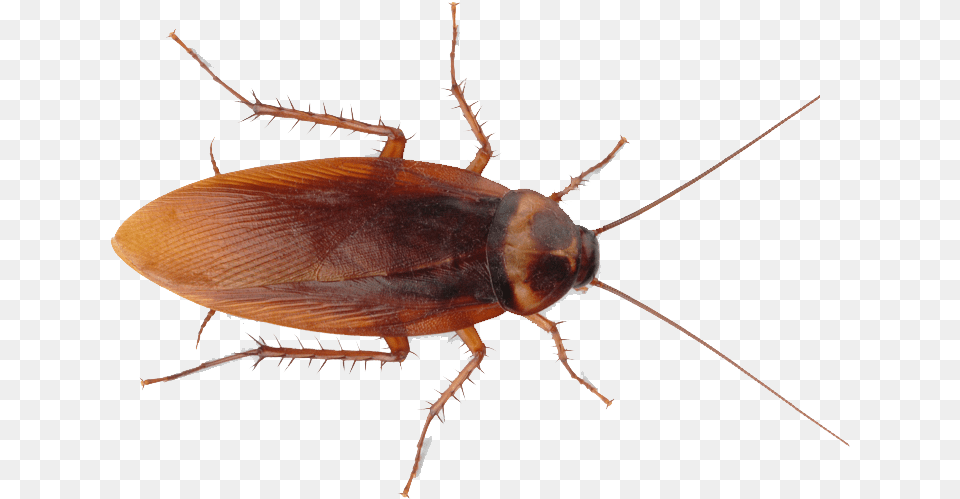 Roach Cockroach Color, Animal, Insect, Invertebrate Free Transparent Png