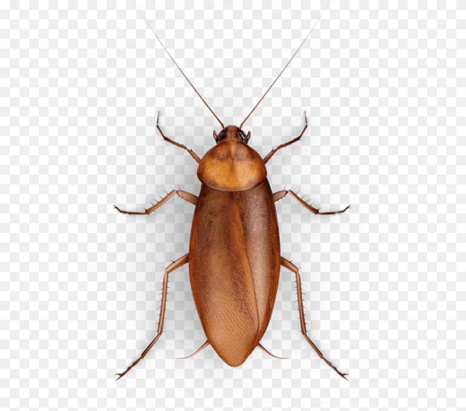 Roach Cockroach On Transparent Background, Animal, Insect, Invertebrate Free Png