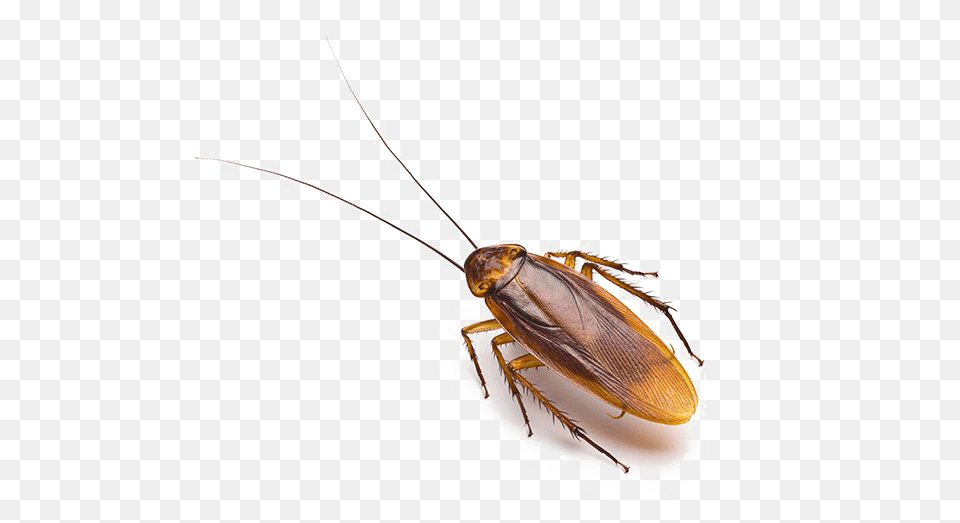 Roach Arts, Animal, Insect, Invertebrate, Cockroach Free Png Download