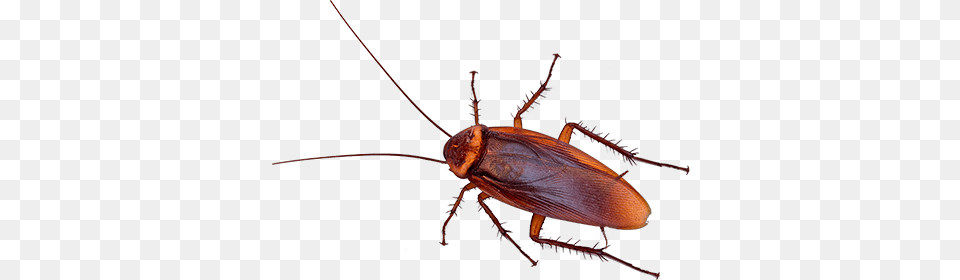 Roach Download Arts, Animal, Insect, Invertebrate, Cockroach Png