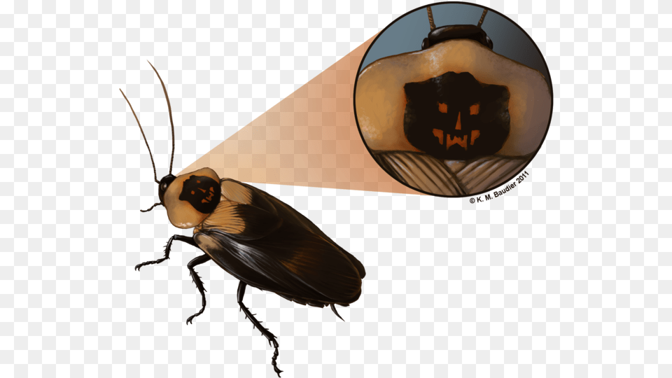 Roach Drawing Cute Death39s Head Cockroach, Animal, Insect, Invertebrate, Adult Free Png