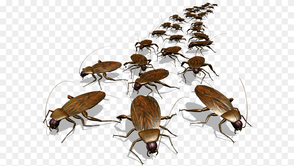 Roach Drawing Photos Cowboys Cockroach Meme, Animal, Insect, Invertebrate Free Png