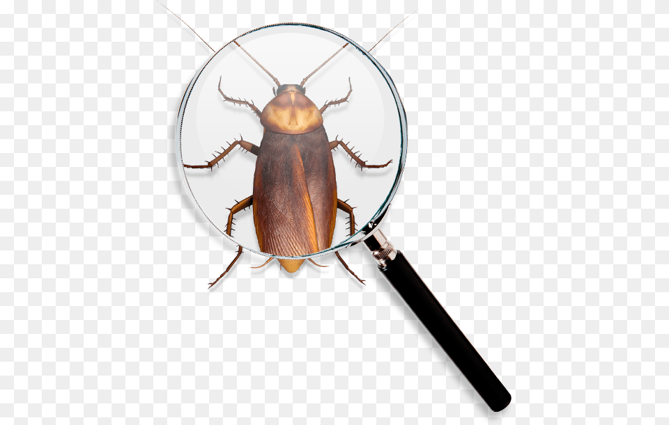 Roach Find Longhorn Beetle, Animal, Cockroach, Insect, Invertebrate Free Transparent Png