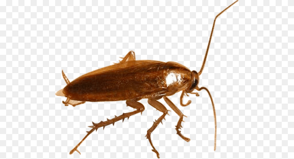Roach Free Download German Cockroach Transparent Background, Animal, Insect, Invertebrate Png Image