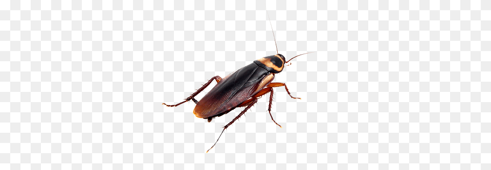 Roach Arts, Animal, Insect, Invertebrate, Cockroach Png Image