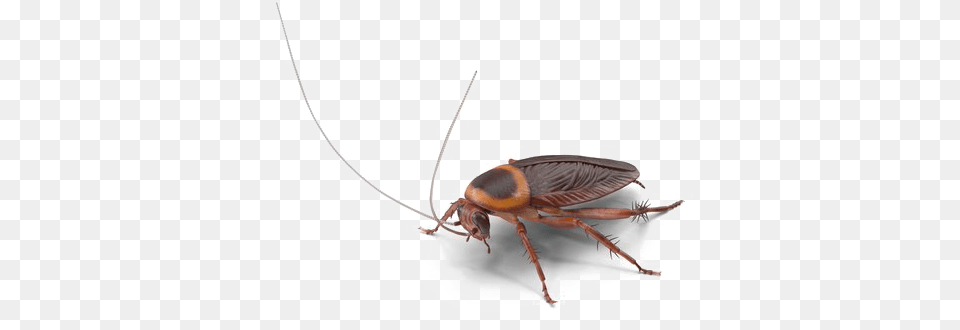 Roach Image Cockroach, Animal, Insect, Invertebrate, Food Free Transparent Png