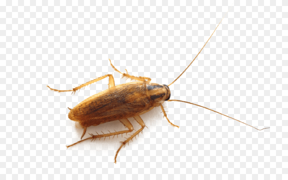 Roach Image German Cockroach Cockroach Uk, Animal, Insect, Invertebrate Png