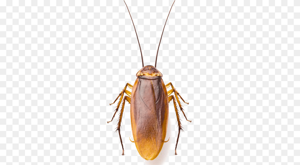 Roach Image Points Of Origin Trade Paperback, Animal, Cockroach, Insect, Invertebrate Png