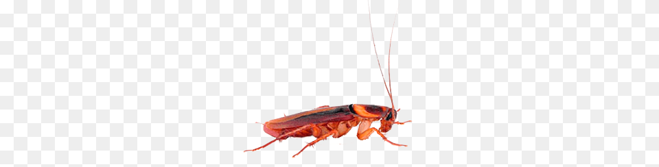 Roach Images Animal, Cockroach, Insect, Invertebrate Free Png Download
