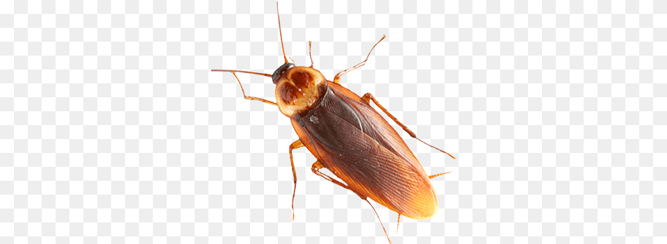 Roach Images Download Cockroach, Animal, Insect, Invertebrate Png Image