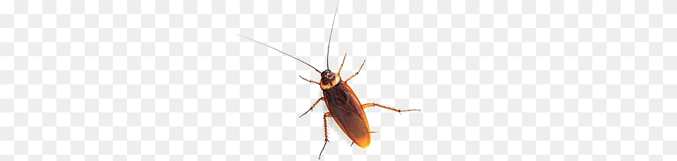 Roach Images Animal, Insect, Invertebrate, Cockroach Free Png Download