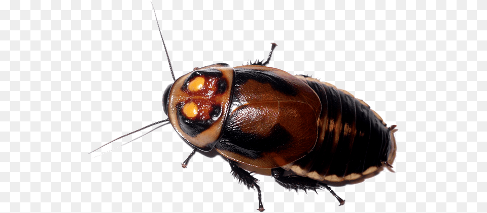 Roach Lucihormetica Verrucosa, Animal, Insect, Invertebrate, Cockroach Free Transparent Png