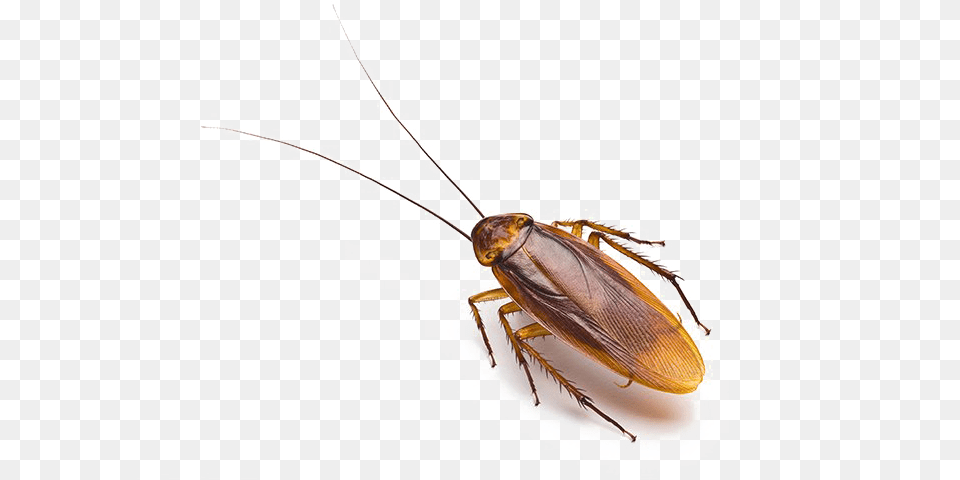 Roach Roach, Animal, Cockroach, Insect, Invertebrate Free Png Download