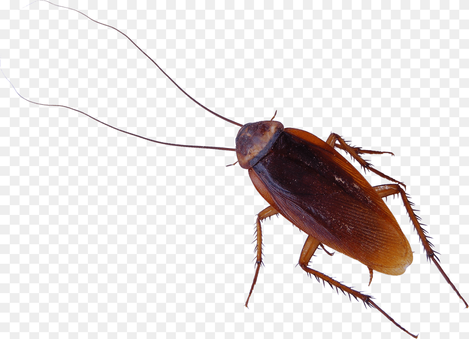 Roach Single Cockroach, Animal, Insect, Invertebrate Free Png Download