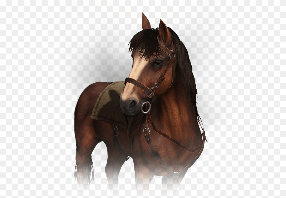 Roach The Witcher, Animal, Horse, Mammal, Colt Horse Free Png