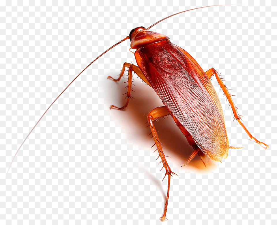 Roach Transparent Images Arts, Animal, Insect, Invertebrate, Cockroach Free Png Download