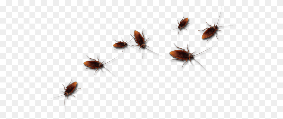 Roaches, Animal, Insect, Invertebrate, Cockroach Free Png