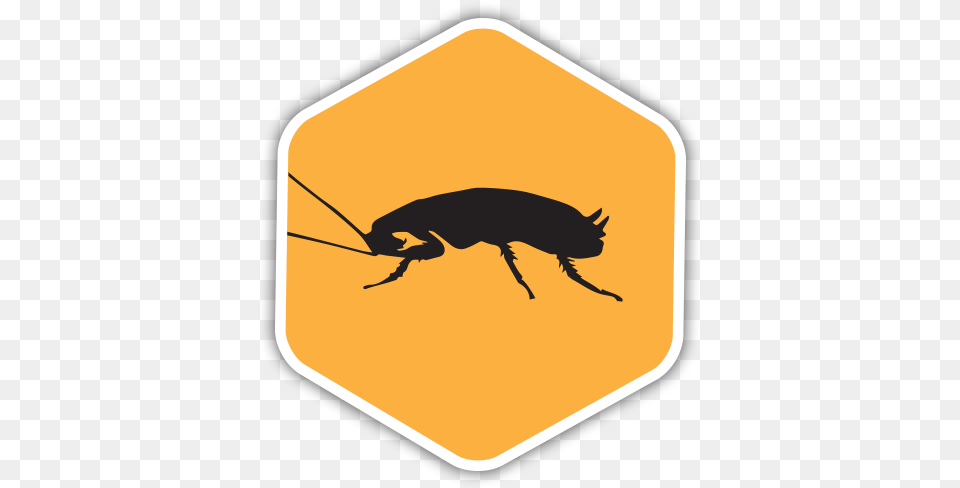 Roaches San Antonio, Animal Free Png