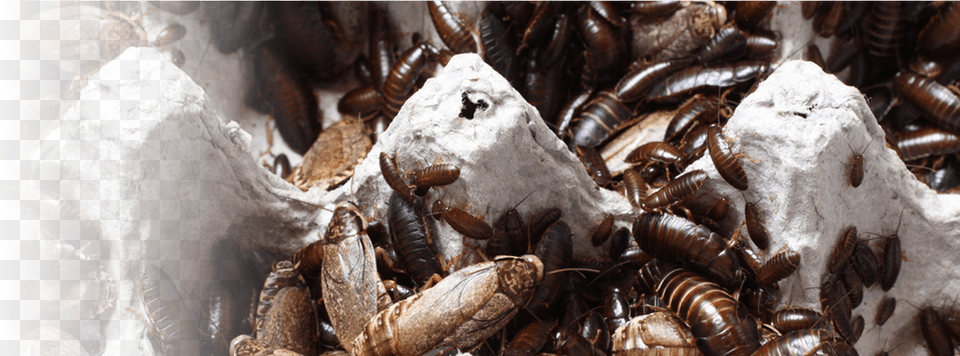 Roaches Will Nibble At Books And Food Packages Firebrat, Animal, Insect, Invertebrate, Cockroach Png Image