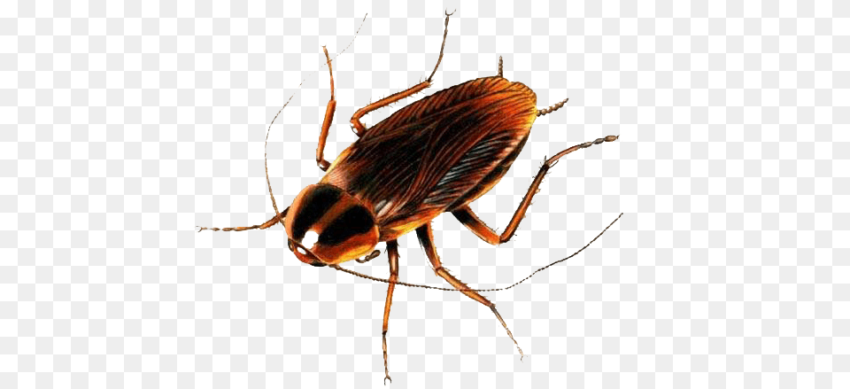 Roachmain, Animal, Insect, Invertebrate, Cockroach Png