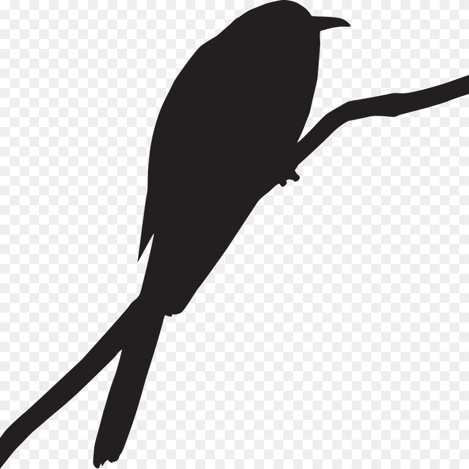 Road Runner Bird Cuckoo Bird, Animal, Blackbird, Silhouette, Bow Free Png Download