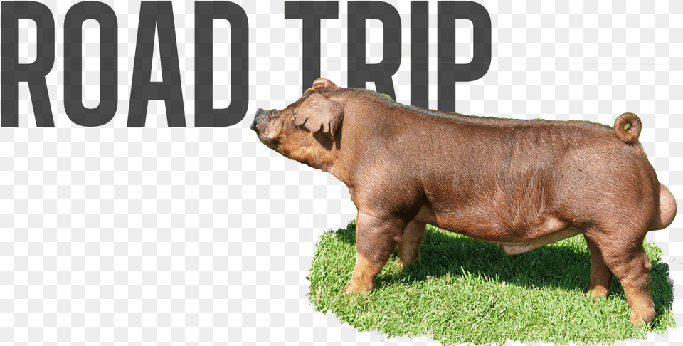 Road Trip Logo, Animal, Boar, Hog, Mammal Png