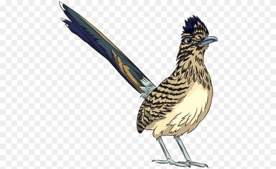 Roadrunner, Animal, Bird, Jay Png Image