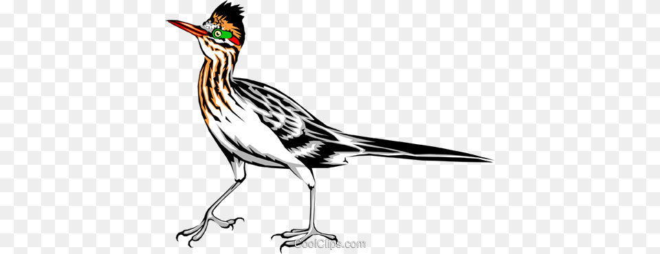 Roadrunner Royalty Vector Clip Art Illustration, Animal, Beak, Bird, Waterfowl Png