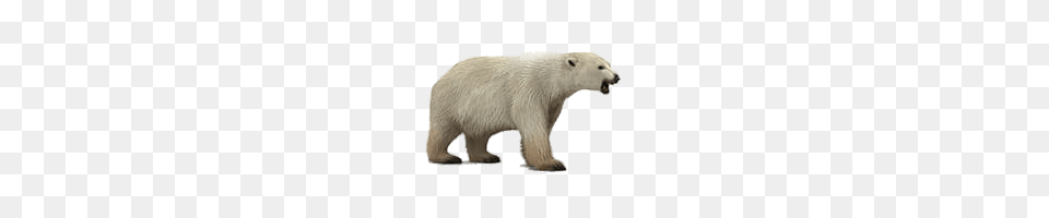 Roaring Polar Bear, Animal, Mammal, Rat, Rodent Free Png