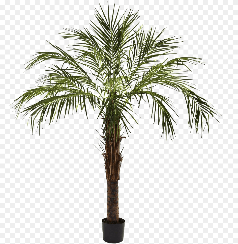 Robelina Palm, Palm Tree, Plant, Tree Free Png