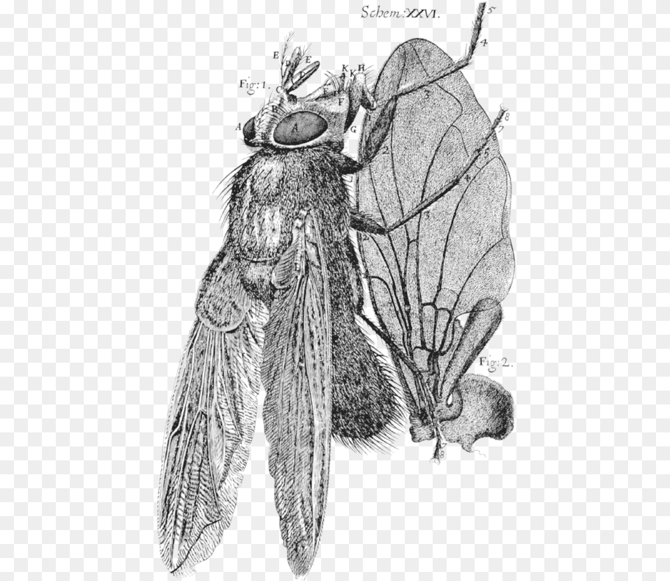 Robert Hooke Micrographia Fly, Animal, Bee, Wasp, Insect Free Png Download