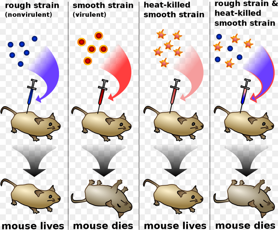 Robert Koch Experiment On Anthrax, People, Person, Animal, Mammal Free Png