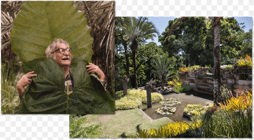 Roberto Burle Marx And One Of His Gardens Roberto Burle Marx Botanical Garden, Vegetation, Leaf, Outdoors, Plant Png