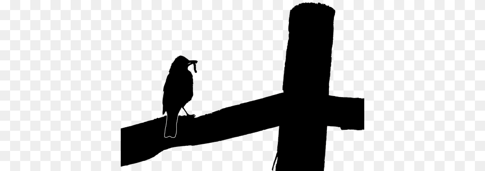 Robin Animal, Beak, Bird Free Png